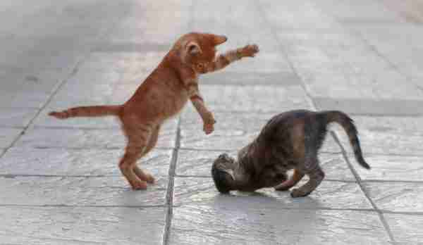 kittens playing, kittens fighting, playful