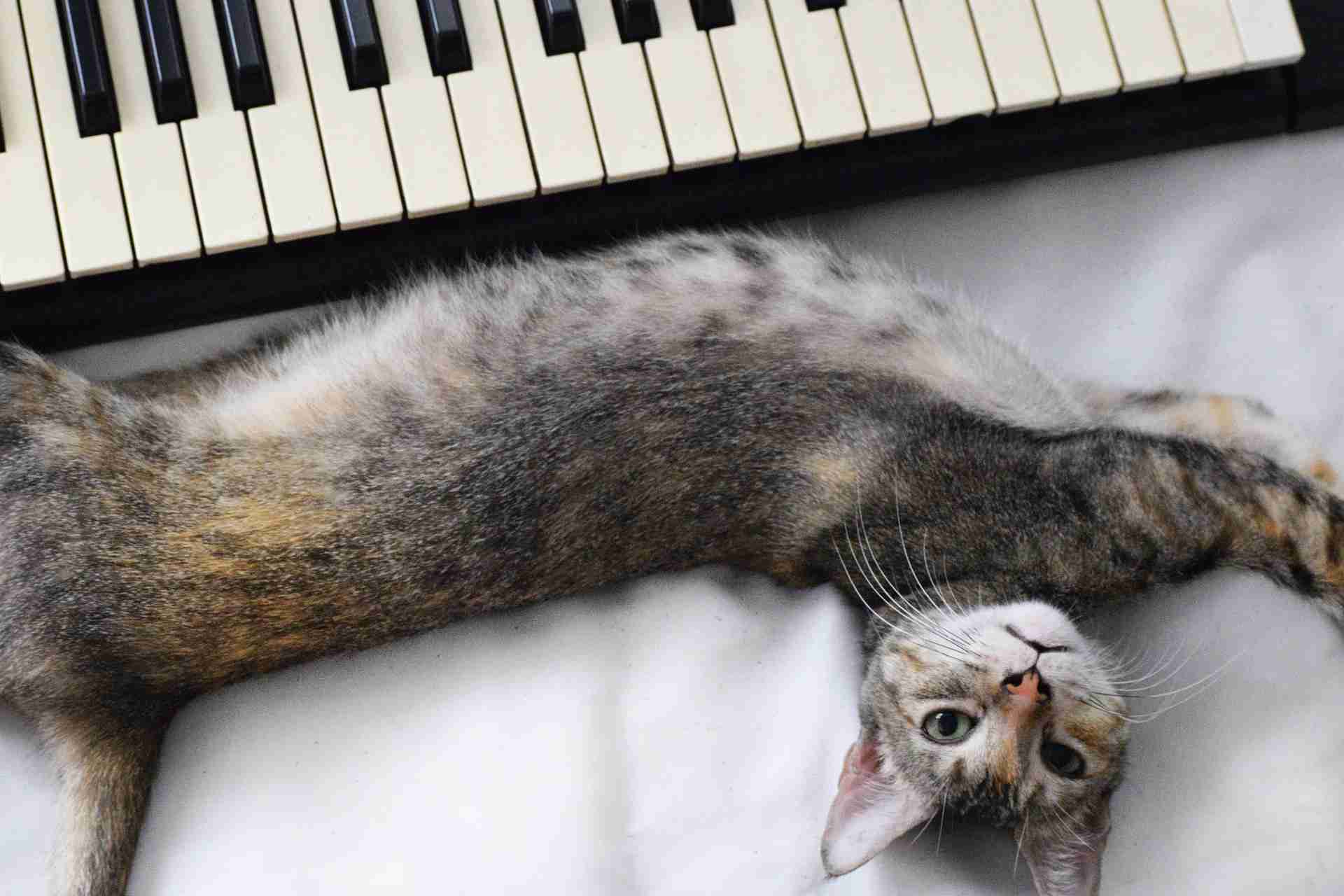 cat laying next to piano / keyboard
