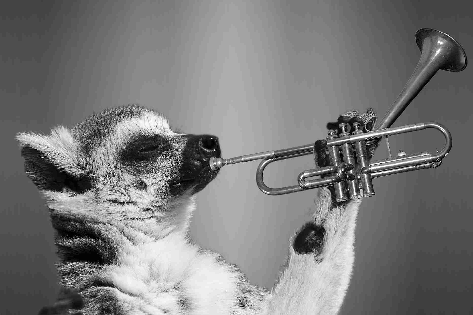 lemur playing horn