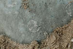 fossil in sand on beach
