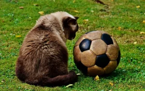 soccer - cat - list of team sports