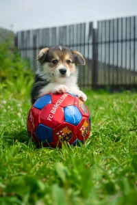 puppy on ball in grass