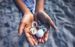 beach shells, beachcombing