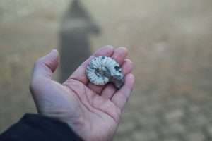 shell in hand, collected, beachcombing, collecting