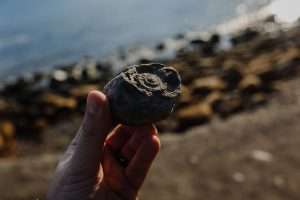 fossil on beach, in hand, beachcombing